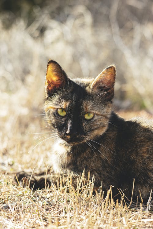 有关凝视, 动物, 印花布的免费素材图片