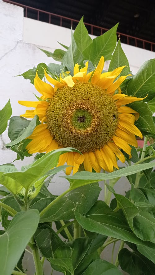 有关充滿活力, 向日葵, 垂直拍摄的免费素材图片