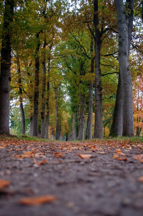 有关下落, 垂直拍摄, 天性的免费素材图片