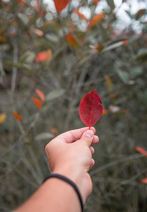 有关垂直拍摄, 手, 景深的免费素材图片
