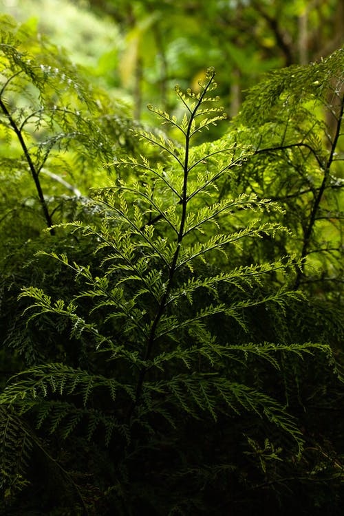 有关元素, 分公司, 垂直拍摄的免费素材图片