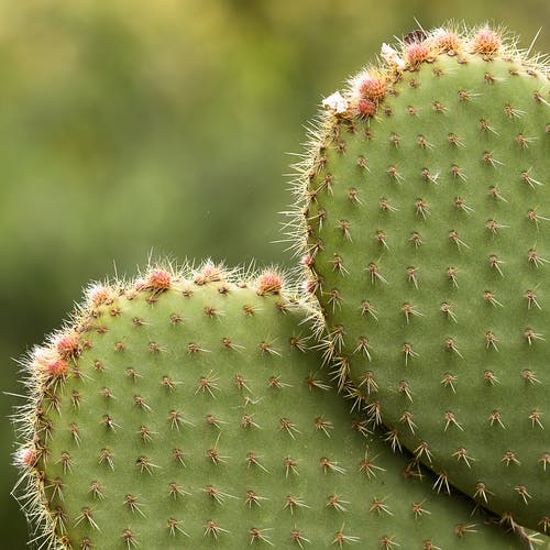 有关不变, 仙人掌, 光的免费素材图片