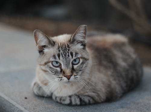 有关动物, 可爱, 可爱的的免费素材图片