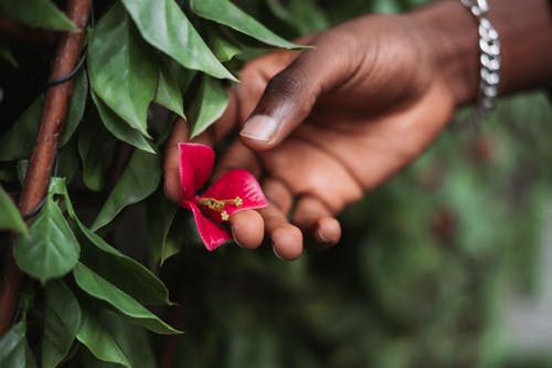 有关中国芙蓉, 人, 家伙的免费素材图片