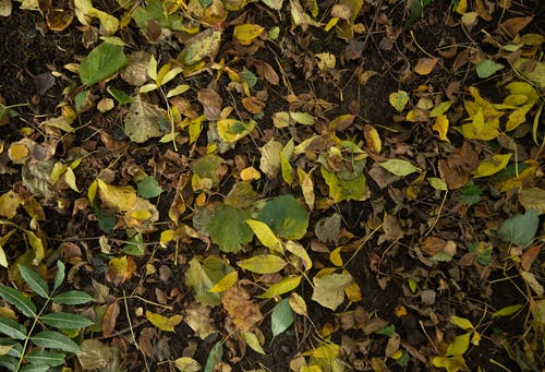 有关土, 地面, 枯叶的免费素材图片