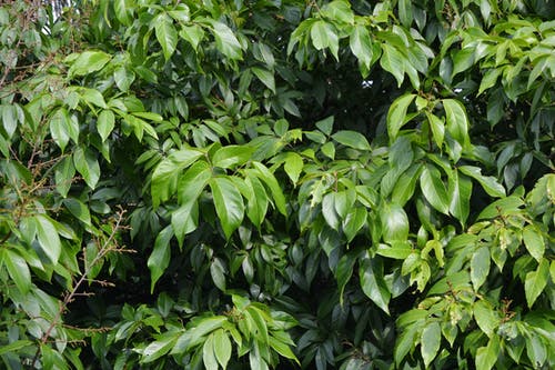 有关图案, 天性, 植物学的免费素材图片