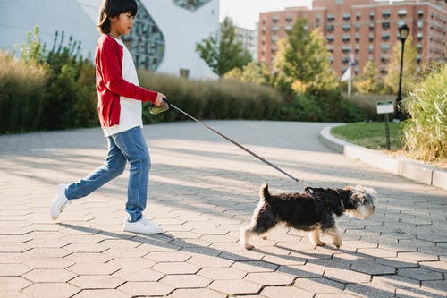 在城市路面上行走约克夏犬的亚洲男孩 · 免费素材图片