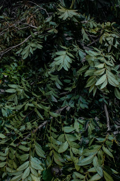 有关充满活力, 光, 分公司的免费素材图片