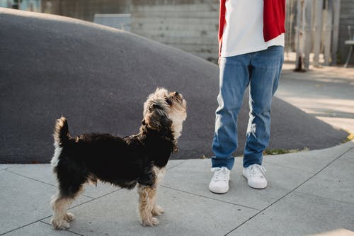 与智能狗在城市路面上的不露面孩子 · 免费素材图片