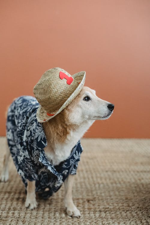 可爱的纯种狗在时髦的衣服 · 免费素材图片