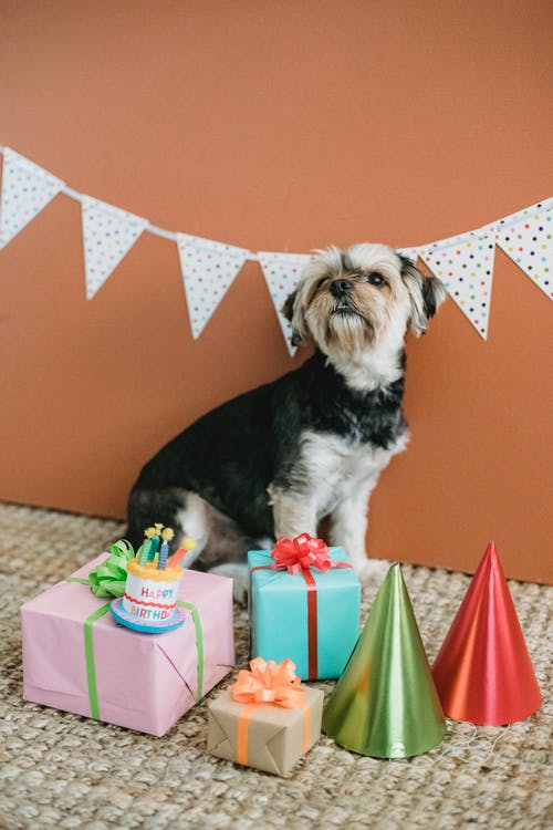 小狗坐在礼品盒中过生日 · 免费素材图片