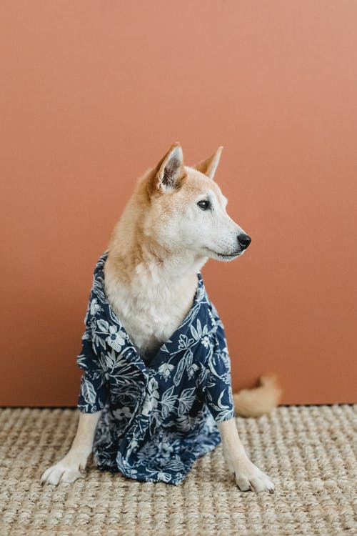 优雅的狗，在地毯上的衬衫 · 免费素材图片