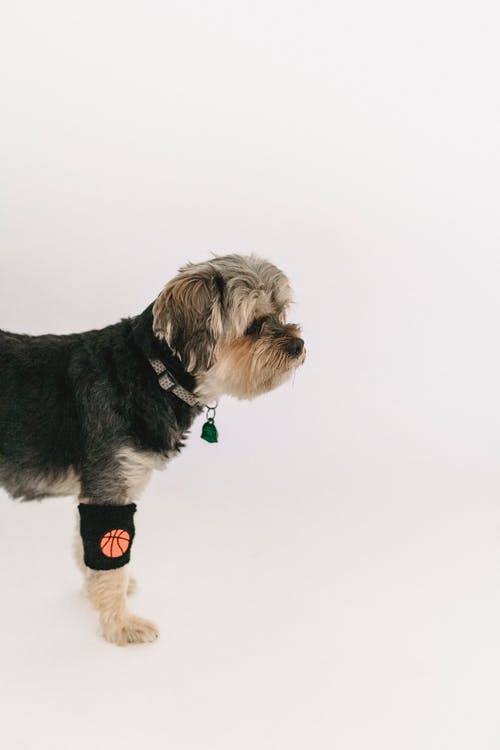 可爱的约克夏犬，蓬松的枪口 · 免费素材图片