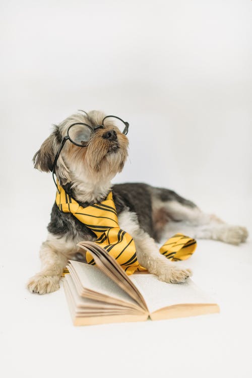 有趣的小狗在眼镜与已打开的书 · 免费素材图片