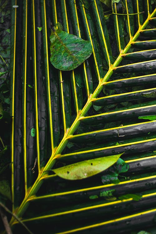 有关元素, 充满活力, 光的免费素材图片