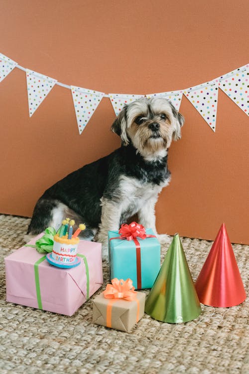 蓬松狗生日礼物在节日的房间里 · 免费素材图片