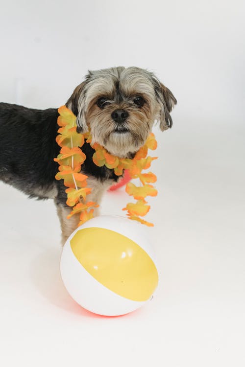 可爱的纯种狗在花配件与球 · 免费素材图片