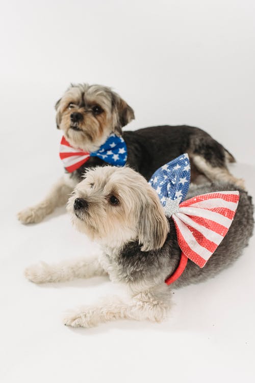 细心的纯种狗庆祝独立日 · 免费素材图片