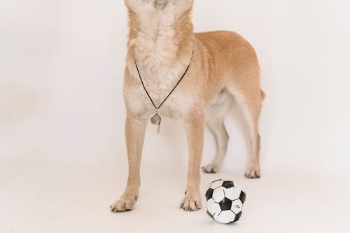 吹口哨和足球的顽皮狗 · 免费素材图片