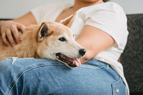 可爱有趣的纯种柴犬的女人 · 免费素材图片