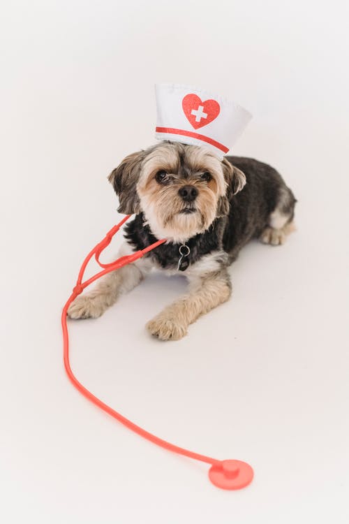 搞笑小约克夏犬用听诊器在护士帽 · 免费素材图片