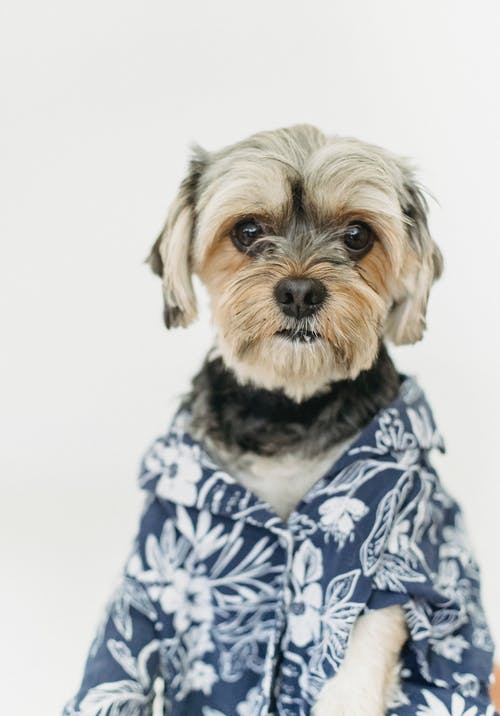 在工作室里的彩色衬衫的可爱狗 · 免费素材图片