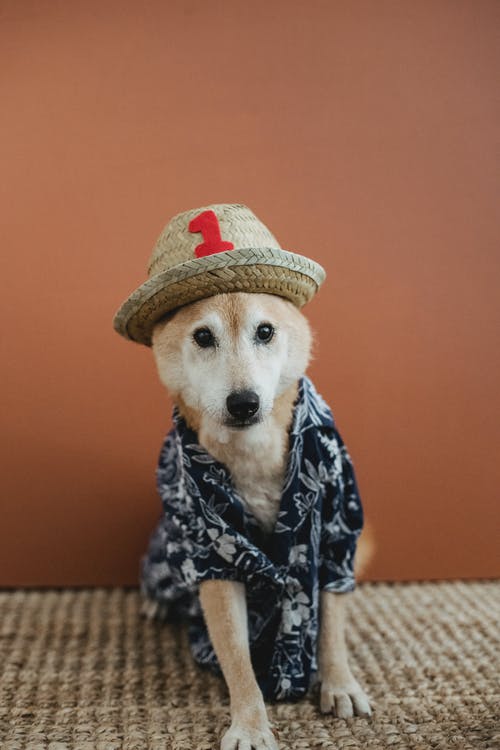 可爱的狗在家里的服装 · 免费素材图片