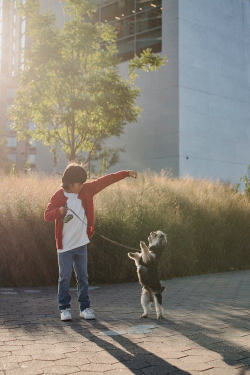 在城市的街道上变得面目全非的民族儿童训练狗 · 免费素材图片