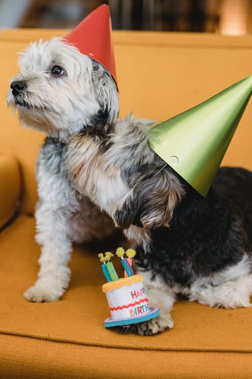 可爱的狗在视锥细胞在生日假期 · 免费素材图片