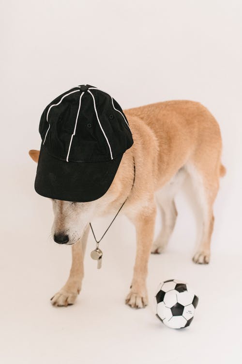 可爱的柴犬在盖帽与足球附近的哨子 · 免费素材图片