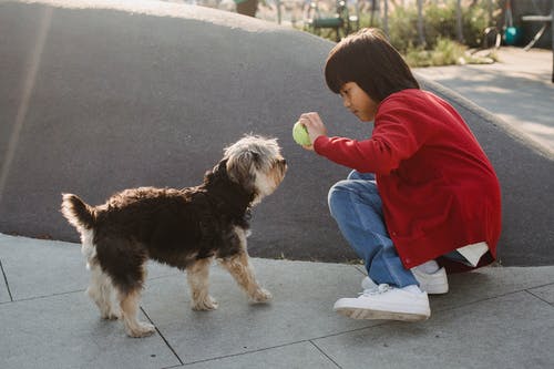 亚洲男孩向城市道路上的约克夏犬显示球 · 免费素材图片
