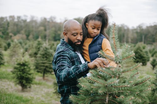 有黑人的女孩，有爱心的父亲采摘云杉树 · 免费素材图片