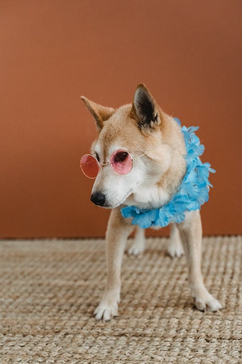有趣的柴犬戴着粉红色的太阳镜 · 免费素材图片