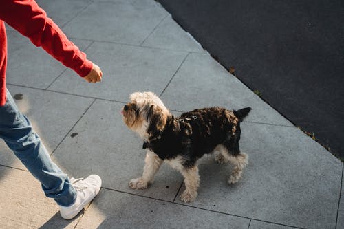 与人行道上的可爱狗的不露面孩子 · 免费素材图片