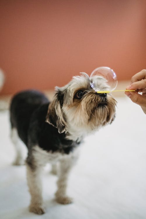 作物不露面的人把泡沫制造者棍子放在狗的鼻子上 · 免费素材图片