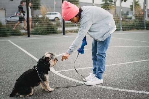 亚洲男孩在运动场上驯服约克夏犬 · 免费素材图片
