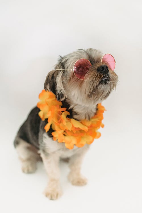 有关休息, 伴侶, 假期的免费素材图片