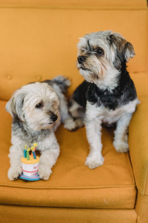 蓬松的纯种狗在椅子上的生日玩具蛋糕 · 免费素材图片