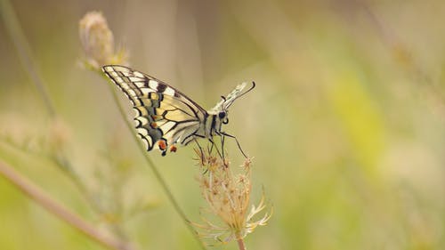 有关papilio machaon, 乾的, 冷静的免费素材图片