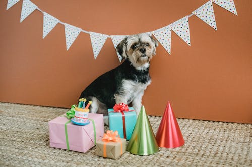 可爱的小狗被礼品盒包围 · 免费素材图片