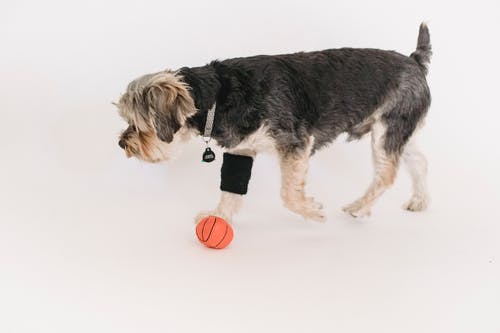 冷静约克夏犬在工作室里玩球 · 免费素材图片