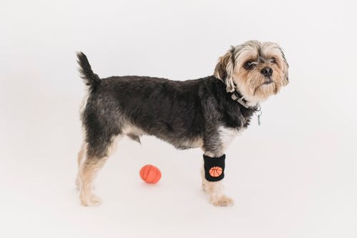可爱有趣的约克夏犬和蓬松的枪口玩球 · 免费素材图片