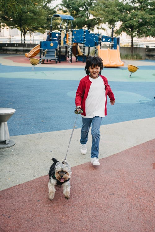 微笑的亚洲男孩，在操场上与约克夏犬一起散步 · 免费素材图片