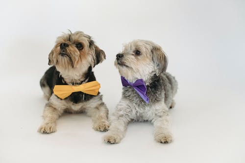 多彩领结的纯种狗 · 免费素材图片