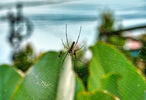 有关nephila pilipes, Web, 公园的免费素材图片