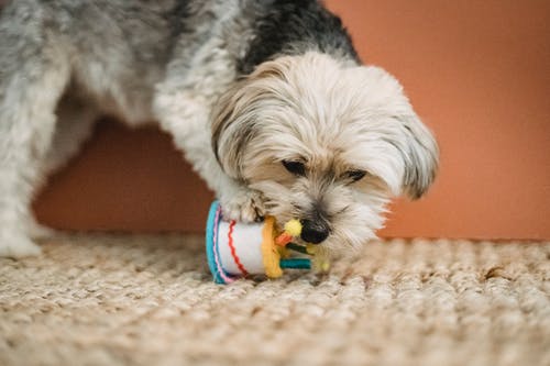 好奇的小狗咬玩具生日庆祝 · 免费素材图片