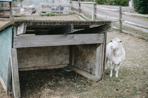 小白山羊附近农场木制建筑 · 免费素材图片