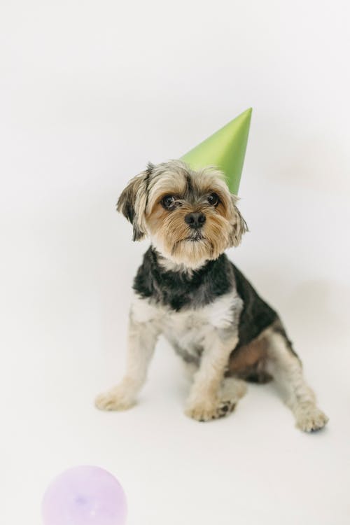 坐在椅子上的纸板帽子的有趣约克夏犬 · 免费素材图片