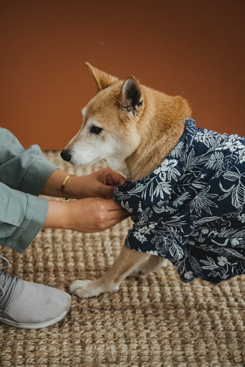 作物女人更衣犬在家里 · 免费素材图片