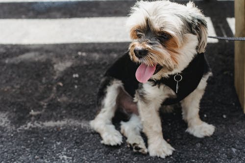 迷人的纯种狗在大街上的道路上 · 免费素材图片